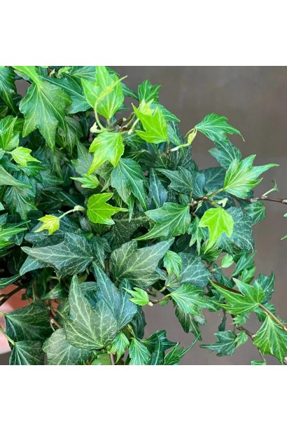 Крупний план листків плюща ’Sagittifolia’ темно-зеленого кольору